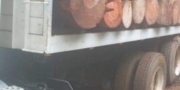 Sin atención al saqueo de bosques en Oaxaca