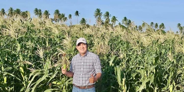 Oaxaca, listo para producir maíz blanco que ya no se cosecha en el norte 