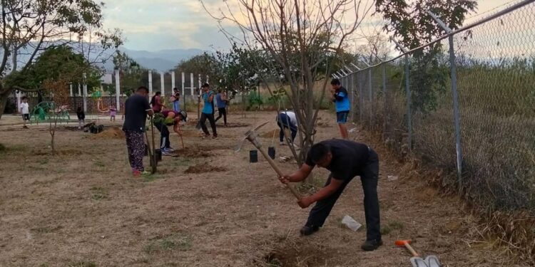 Reforestan parque en Jalpan con tequio comunitario